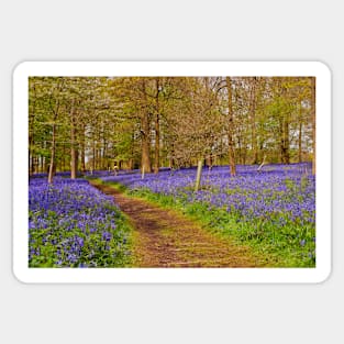 Bluebell Woods Greys Court Oxfordshire UK Sticker
